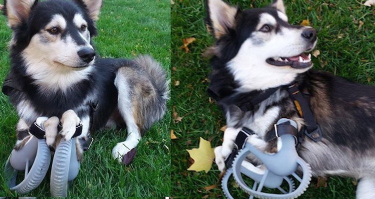 Dog Running On 3D Printed Prosthetic Legs